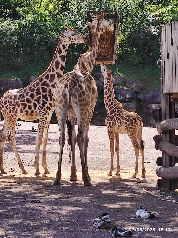 Pairi Daiza 2