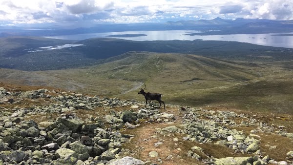 Elgåhogna