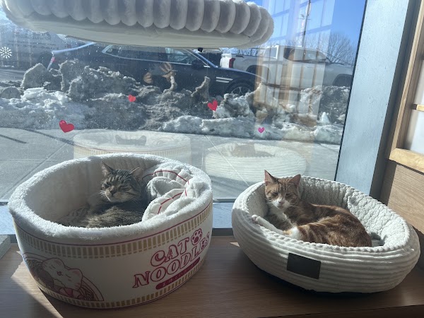 Kokoro Cat Café 5