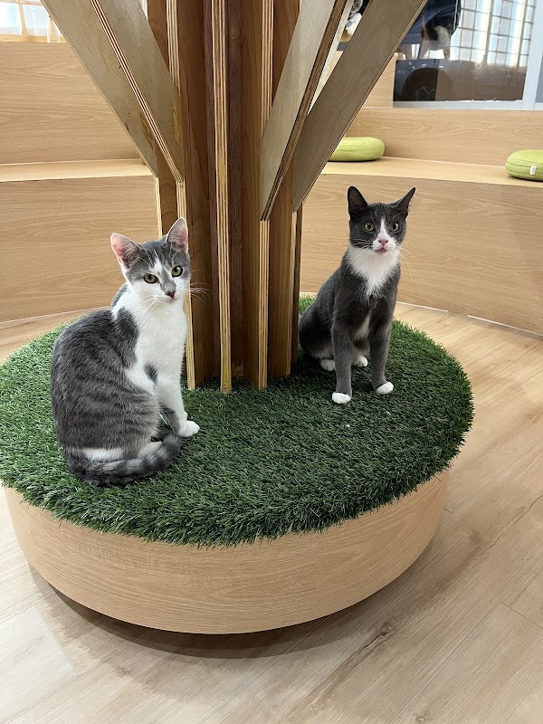 Kokoro Cat Café 4