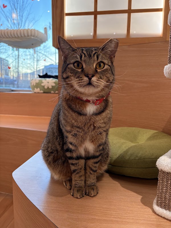 Kokoro Cat Café 3