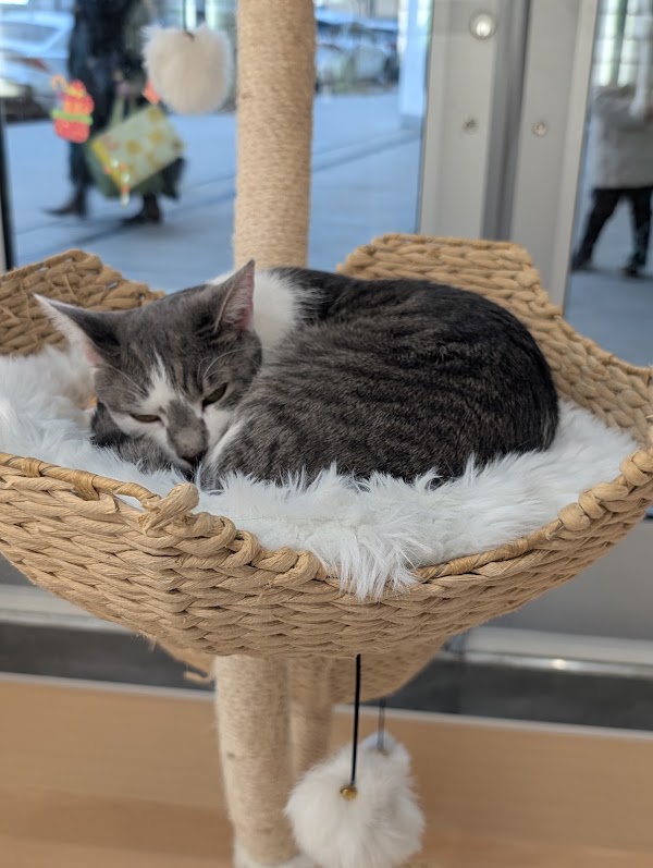 Kokoro Cat Café 2