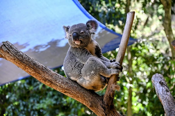 Koala Park Sanctuary Sydney 5