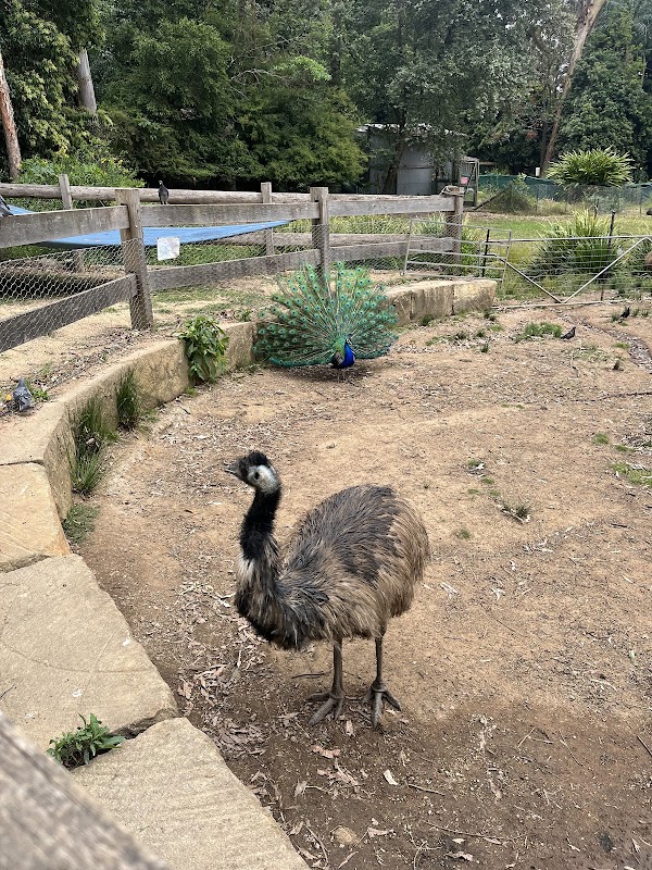 Koala Park Sanctuary Sydney 2