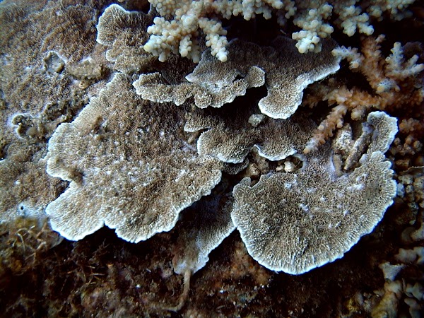 Hòn Mun 4