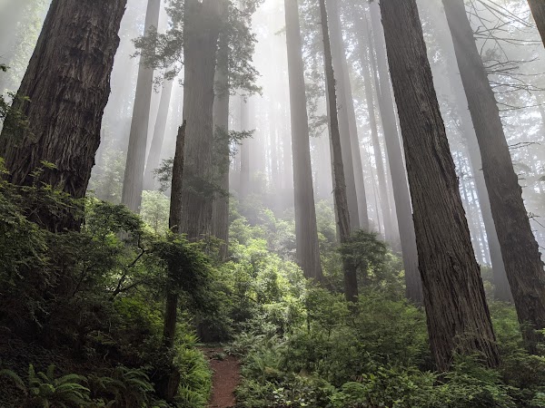 Del Norte Coast Redwoods State Park