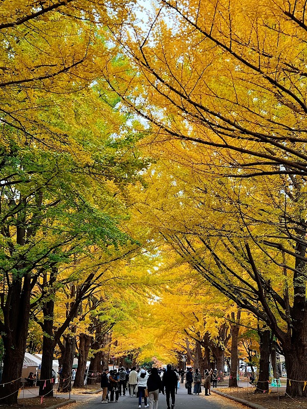 Hokkaido University Ginkgo Avenue