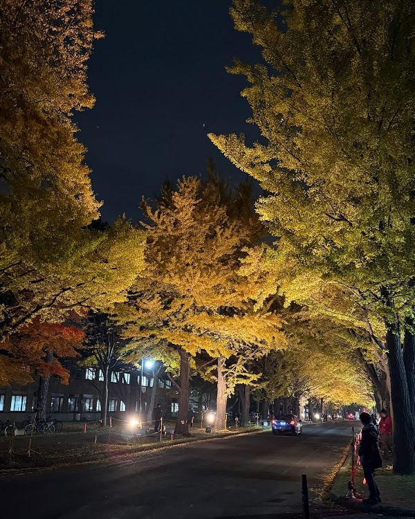 Hokkaido University Ginkgo Avenue 5