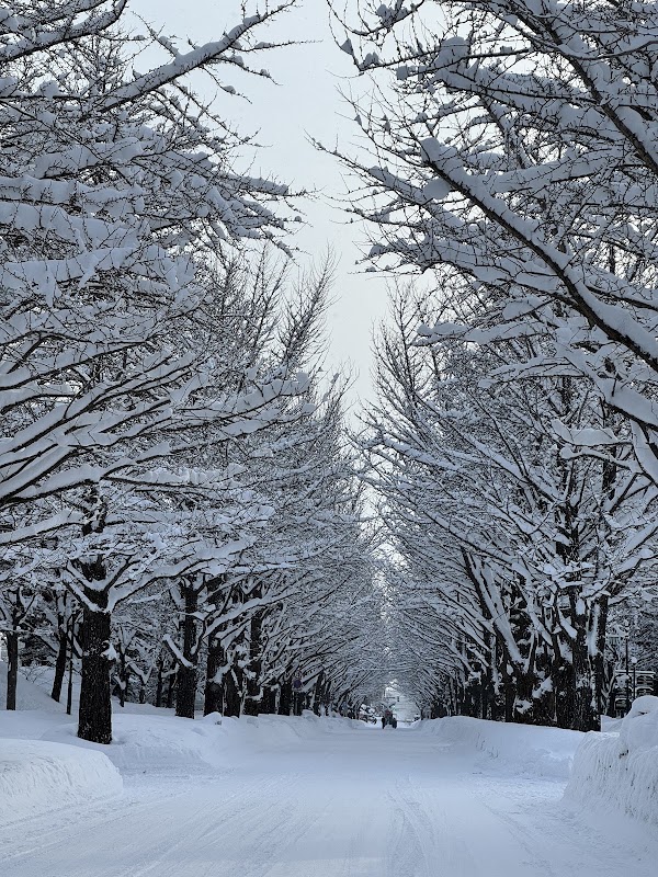 Hokkaido University Ginkgo Avenue 4