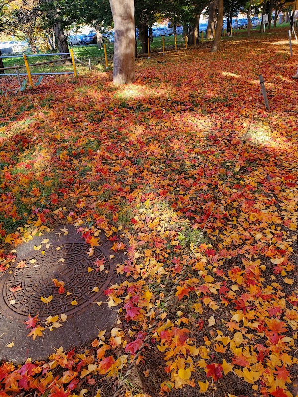 Hokkaido University Ginkgo Avenue 3