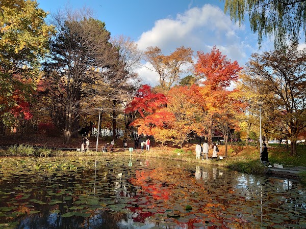 Hokkaido University Ginkgo Avenue 2