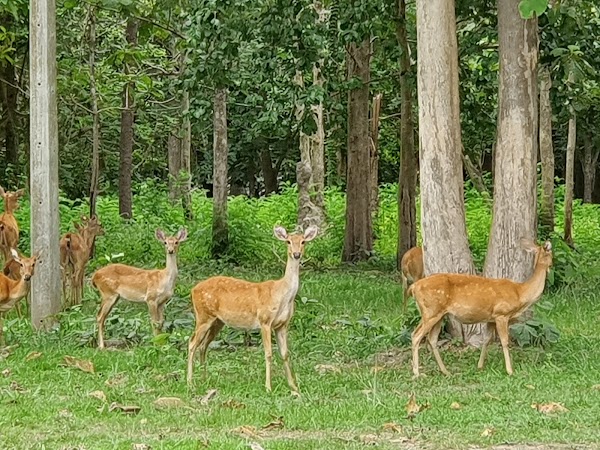 Huai Kha Khaeng Wildlife Sanctuary 1