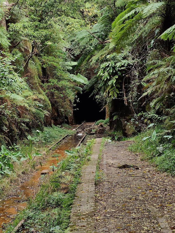 Glow Worm Tunnel 4