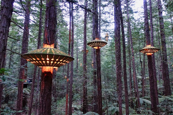 Redwoods Treewalk 5