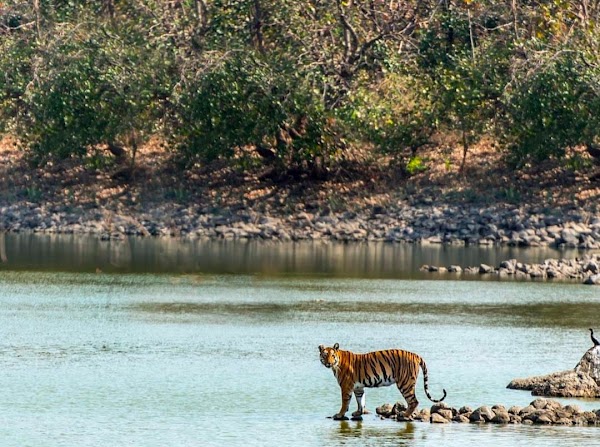 Tipeshwar Wildlife Sanctuary 5