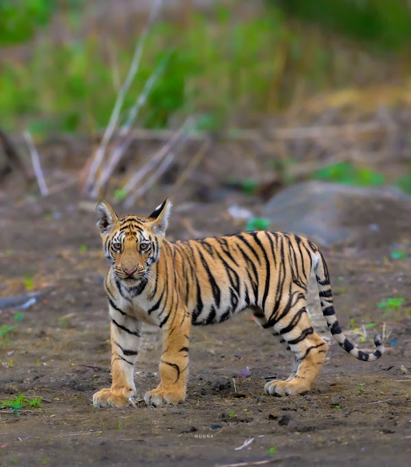 Tipeshwar Wildlife Sanctuary 4