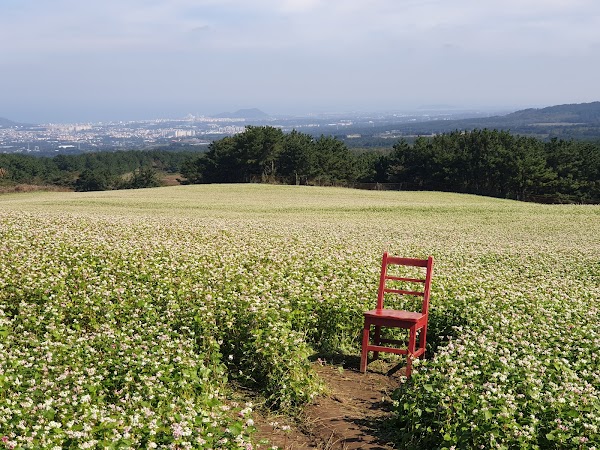 Ora-Dong Green Barley - Buckwheat Field 1