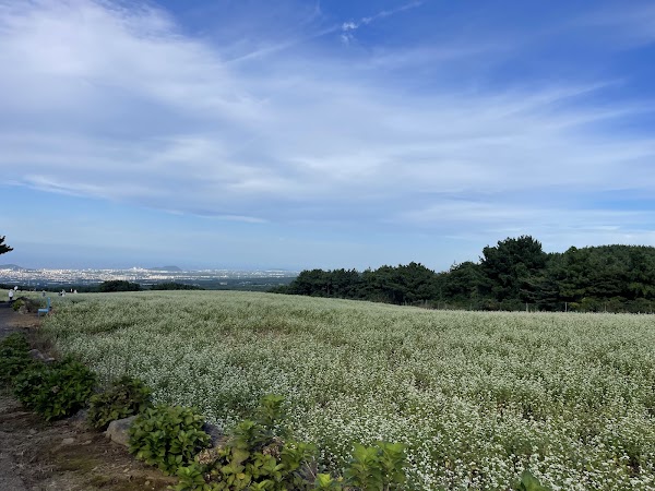 Ora-Dong Green Barley - Buckwheat Field 5