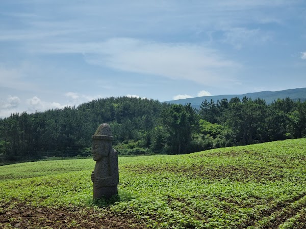 Ora-Dong Green Barley - Buckwheat Field 4