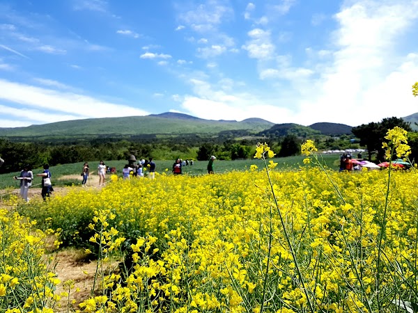 Ora-Dong Green Barley - Buckwheat Field 3