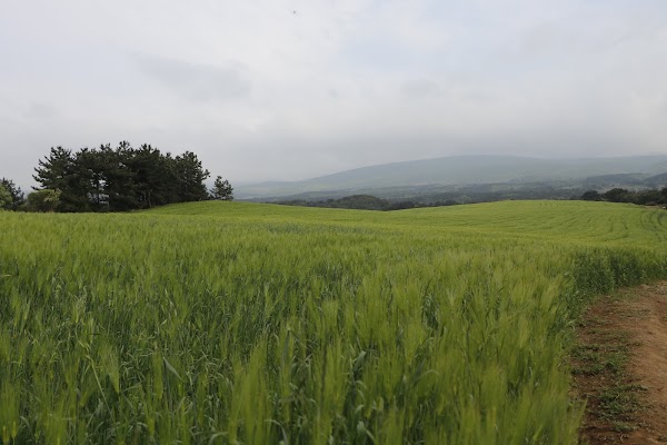 Ora-Dong Green Barley - Buckwheat Field 2