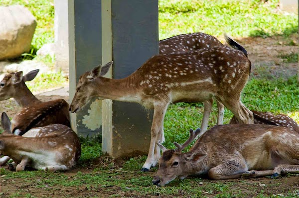 Deer Park 1
