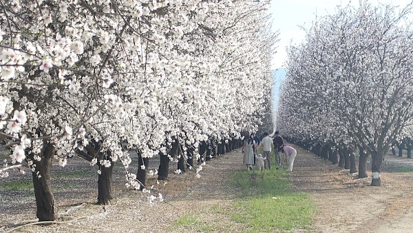 Almond Farm