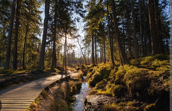 Harz National Park 5