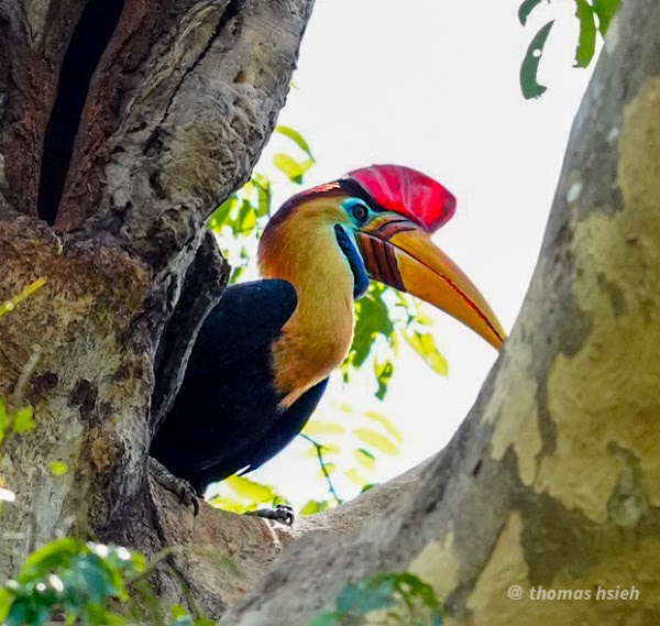 Tangkoko Nature Reserve 5