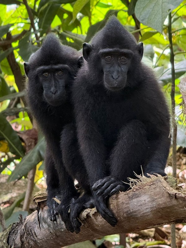 Tangkoko Nature Reserve 4