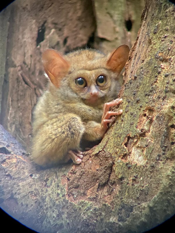 Tangkoko Nature Reserve 3