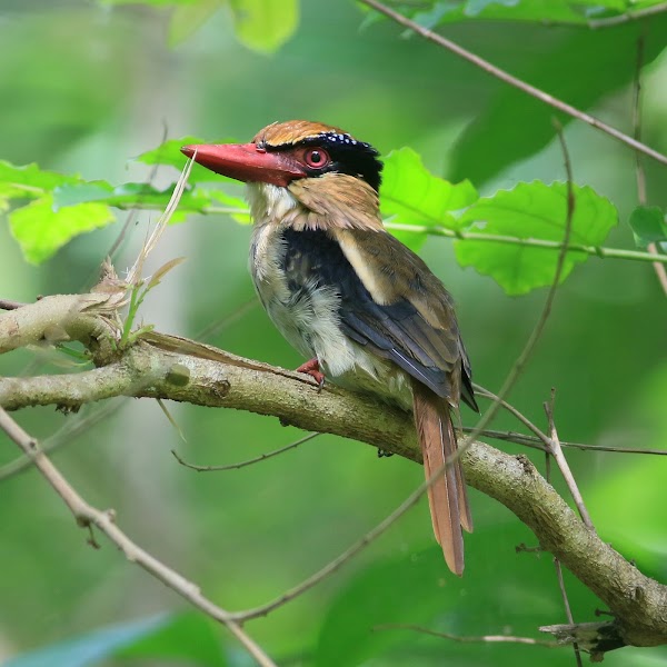 Tangkoko Nature Reserve 2