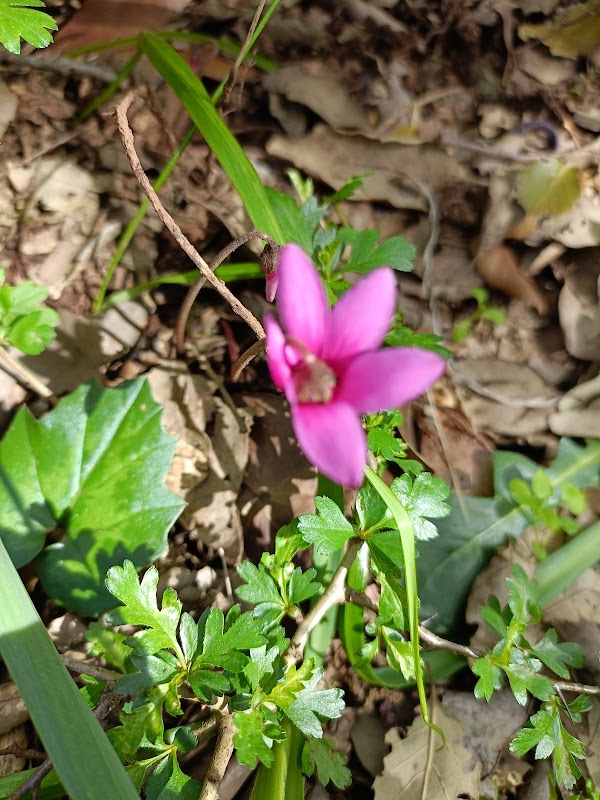 Giara di Gesturi 2