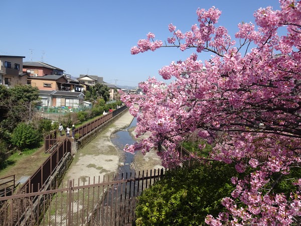 Kawazu-Zakura Cherry Trees in Yodo 1