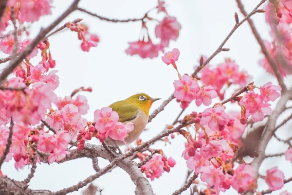 Kawazu-Zakura Cherry Trees in Yodo 5