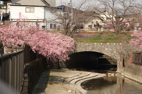 Kawazu-Zakura Cherry Trees in Yodo 3
