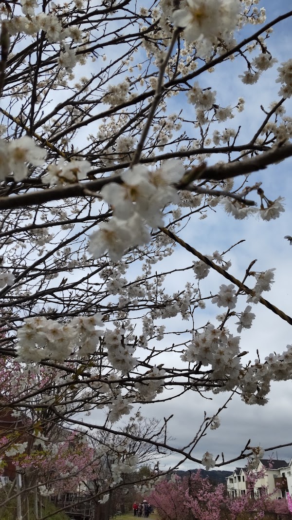 Kawazu-Zakura Cherry Trees in Yodo 2
