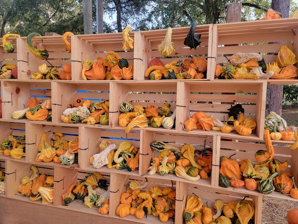Sanlando Pumpkin Patch