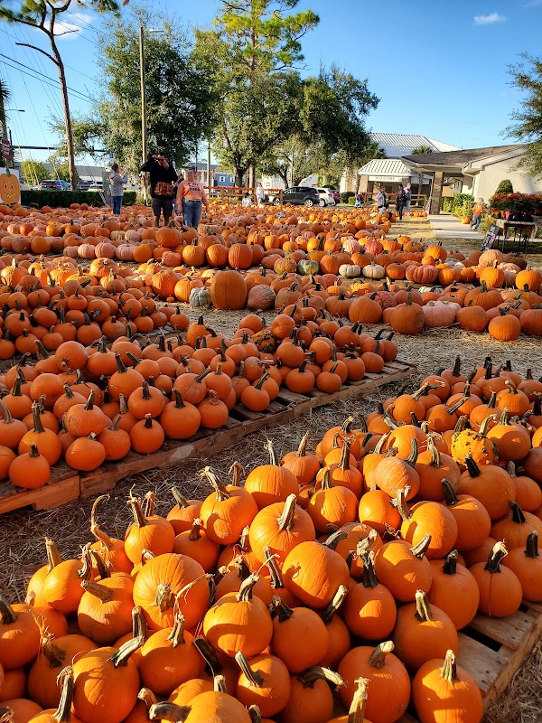 Sanlando Pumpkin Patch 4