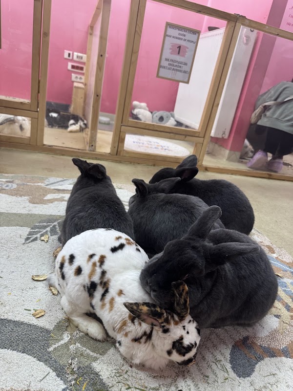 Bunny Cafe - Królicza Kawiarnia [7+] 3