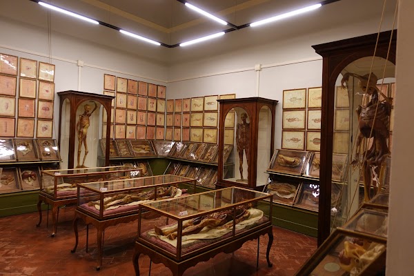 Museo Storia Naturale - La Specola