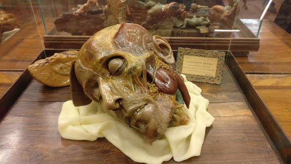 Museo Storia Naturale - La Specola 5
