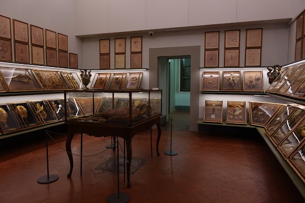 Museo Storia Naturale - La Specola 3