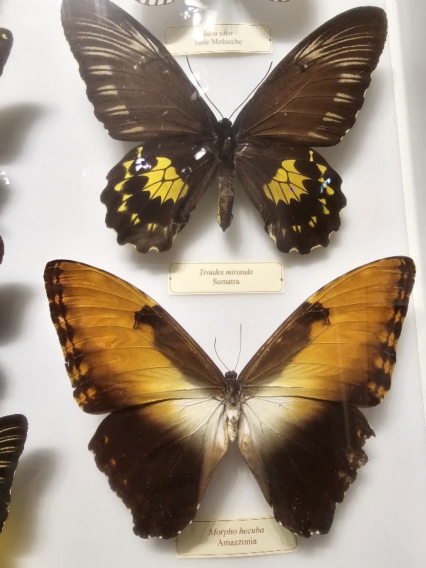 Museo Storia Naturale - La Specola 2