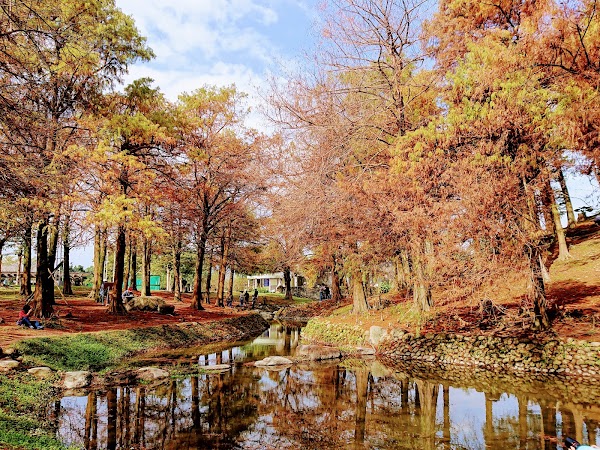 羅東運動公園 東丘 落羽松
