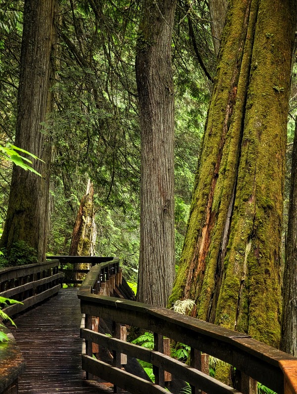 Ancient Forest/Chun T'oh Whudujut Provincial Park