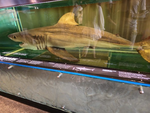 Queensland Museum Kurilpa 2