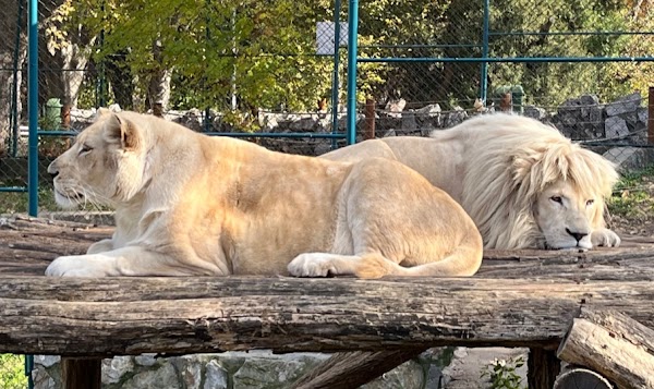 Belgrade Zoo 1