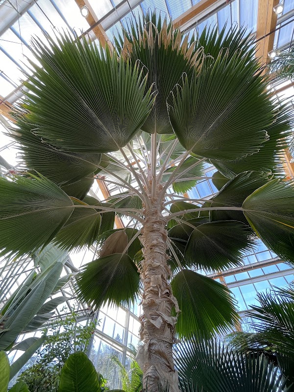Gage Park Tropical Greenhouse 4