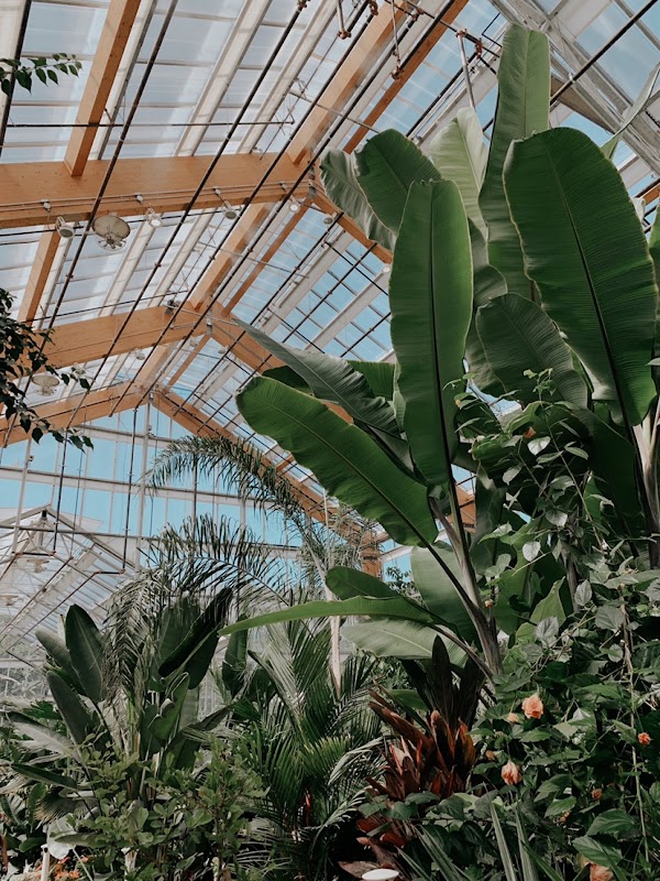Gage Park Tropical Greenhouse 3